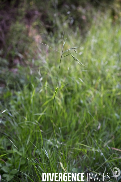 Anisantha sterilis