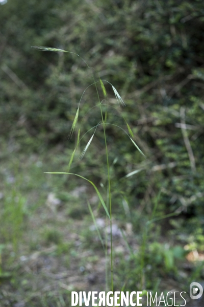 Anisantha sterilis