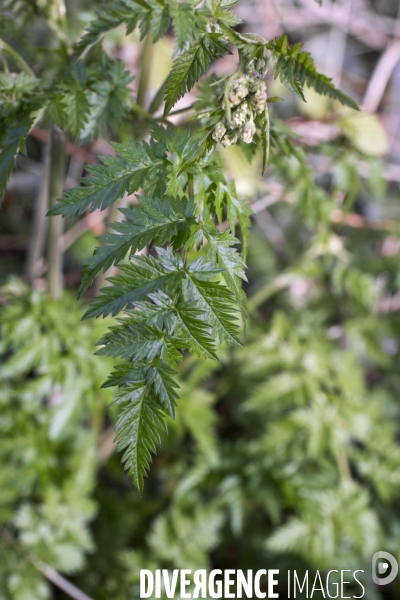 Anthriscus sylvestris