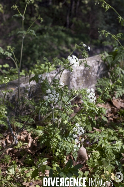 Anthriscus sylvestris