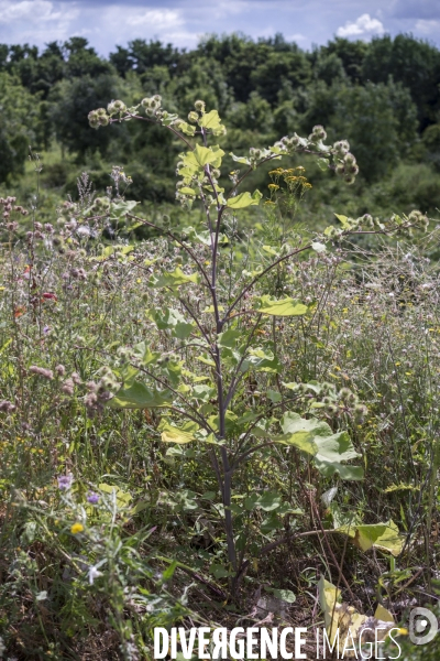 Arctium lappa