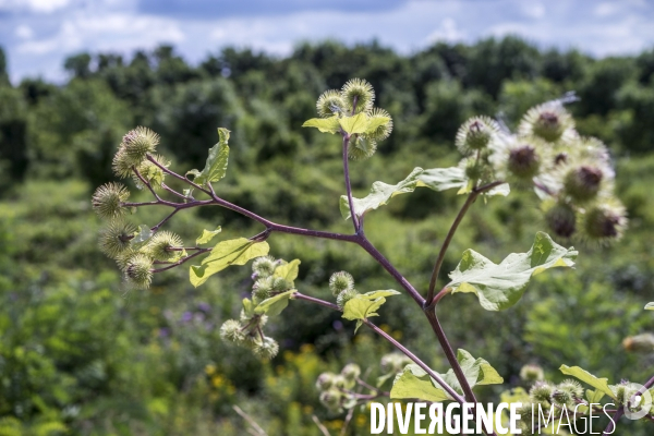 Arctium lappa