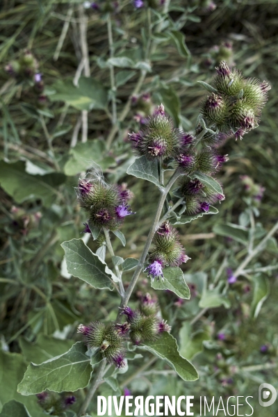 Arctium minus