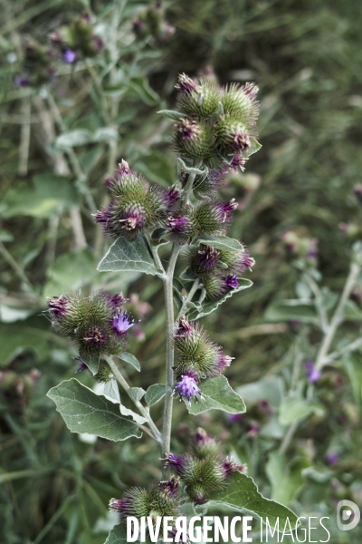 Arctium minus