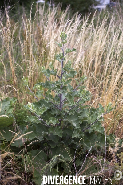 Arctium minus