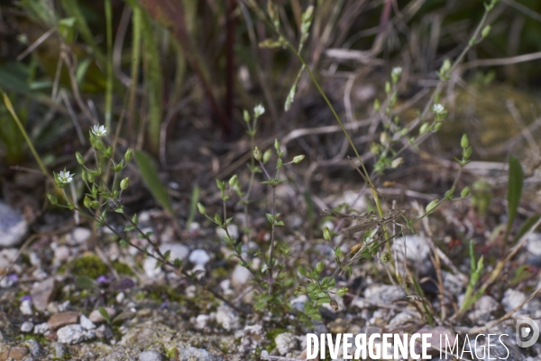 Arenaria serpyllifolia