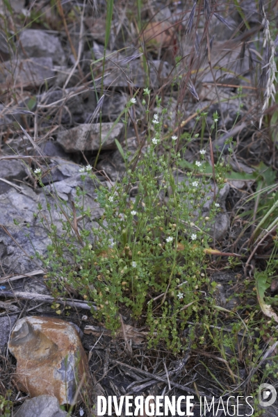 Arenaria serpyllifolia