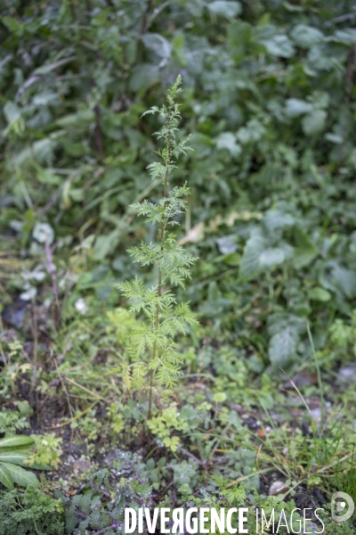 Artemisia annua