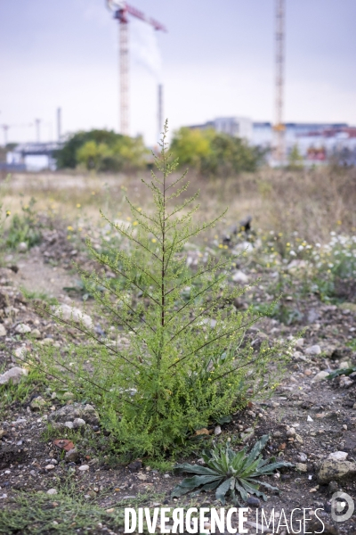 Artemisia annua