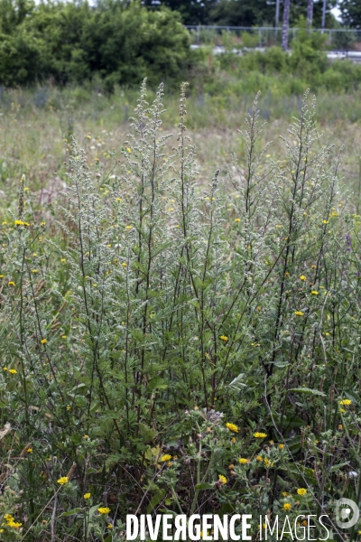 Artemisia verlotiorum