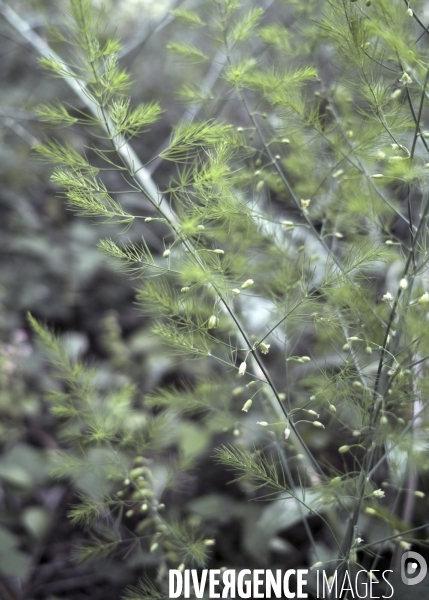 Asparagus officinalis