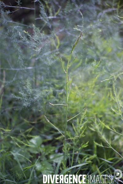 Asparagus officinalis