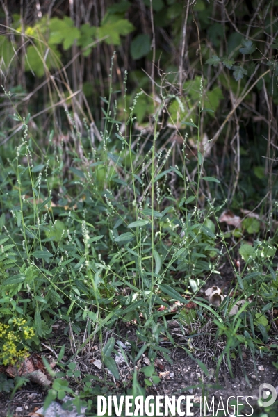 Atriplex patula friche