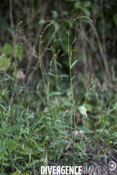 Atriplex patula friche