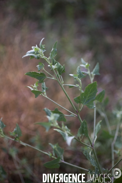 Atriplex prostrata