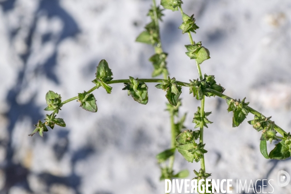 Atriplex prostrata