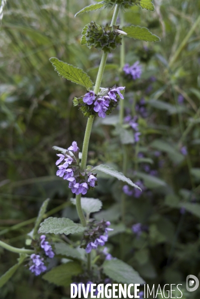 Ballota foetida