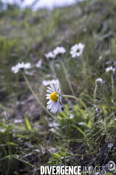 Bellis perennis