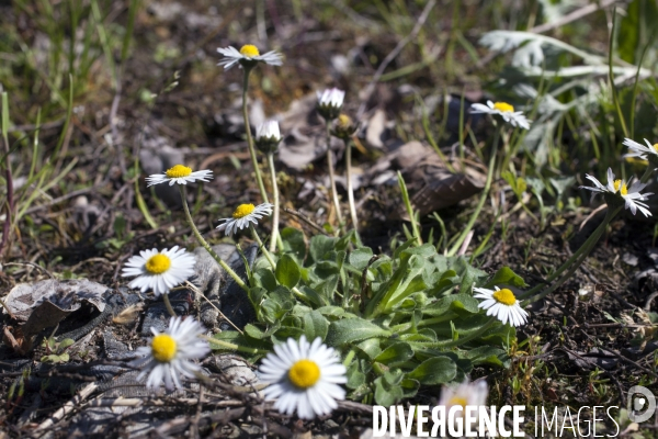 Bellis perennis