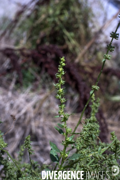 Beta vulgaris