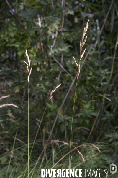 Brachypodium sylvaticum