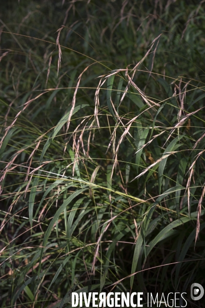 Brachypodium sylvaticum