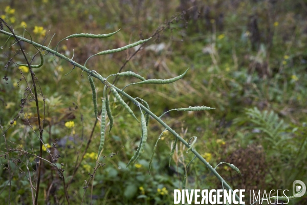 Brassica nappus