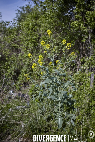 Brassica nappus