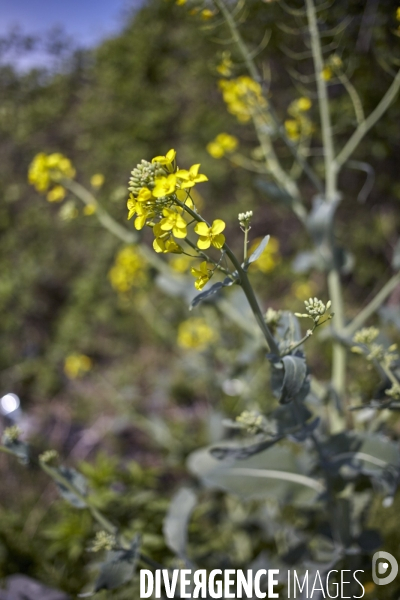 Brassica nappus