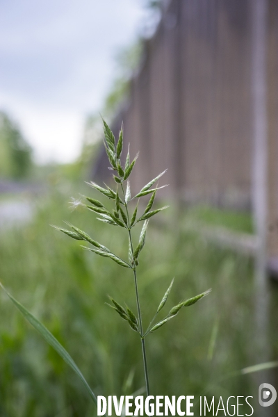 Bromus hordeaceus