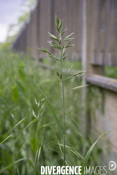 Bromus hordeaceus