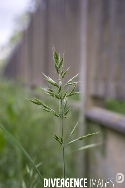 Bromus hordeaceus