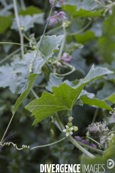 Bryonia dioica femelle