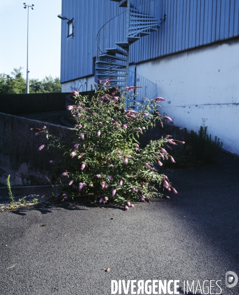 Buddleja davidii