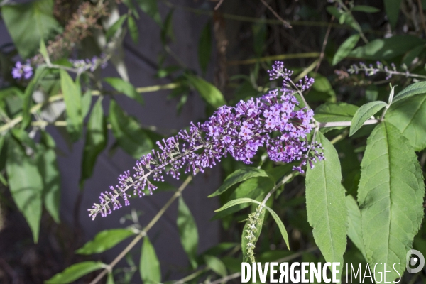 Buddleja davidii