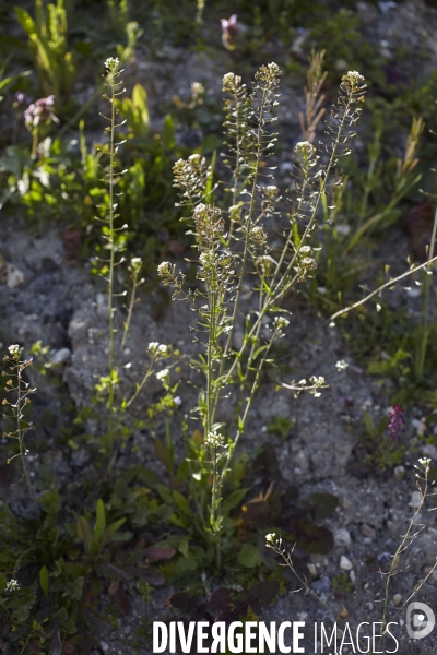 Capsella bursa-pastoris