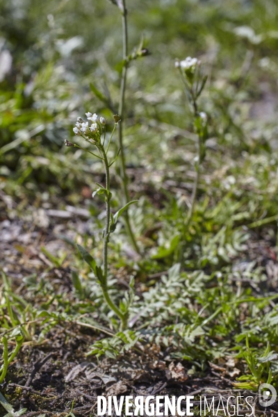 Capsella bursa-pastoris