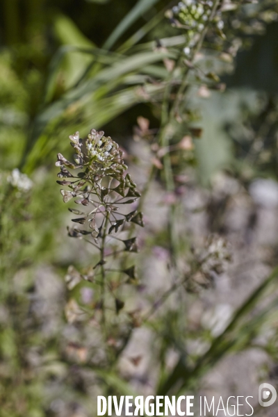 Capsella bursa-pastoris