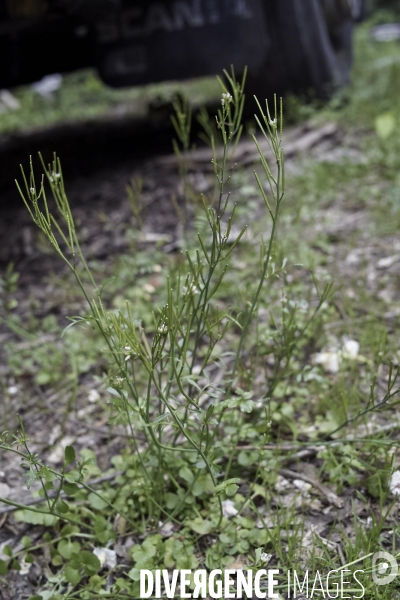 Cardamine hirsuta