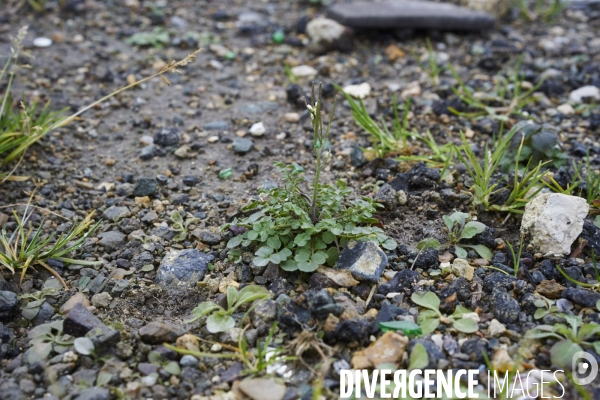 Cardamine hirsuta