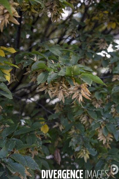 Carpinus betulus