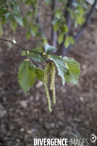 Carpinus betulus