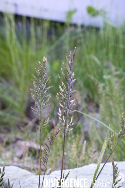 Catapodium rigidum