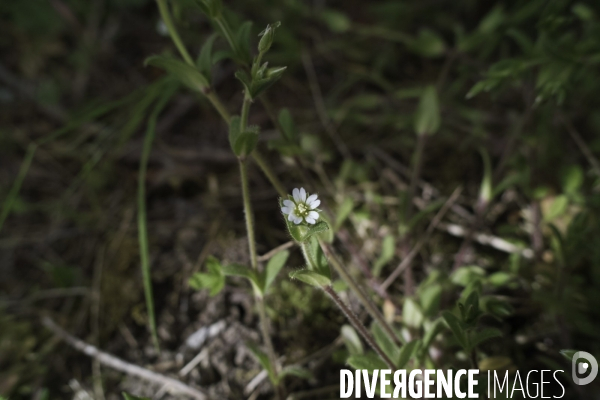 Cerastium fontanum