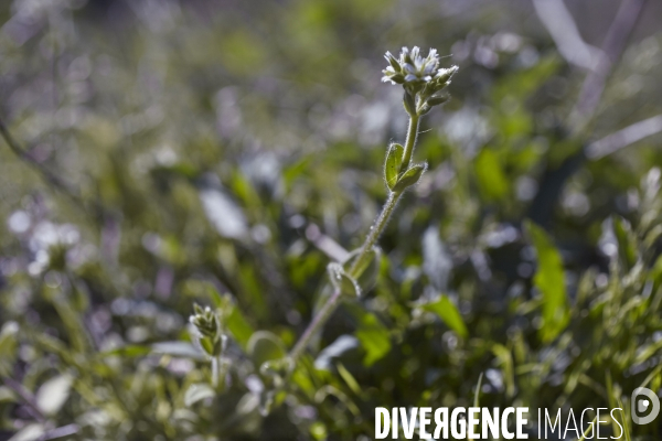 Cerastium glomeratum