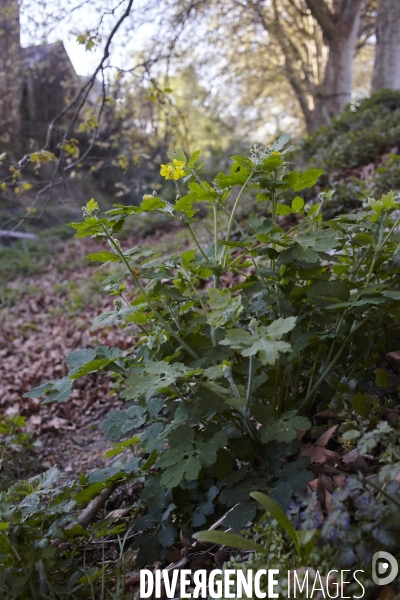 Chelidonium majus