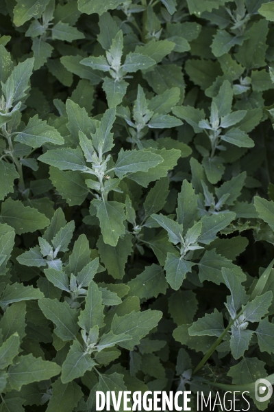 Chenopodium album