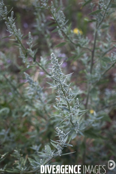 Chenopodium album