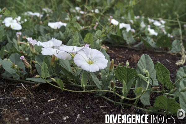 Convolvulus arvensis