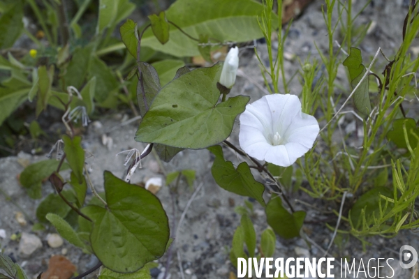 Convolvulus sepium